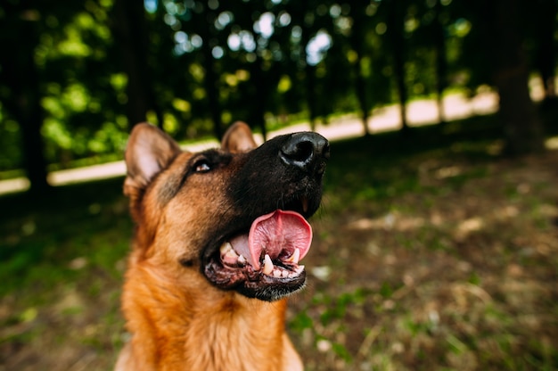 German shepherd in the park