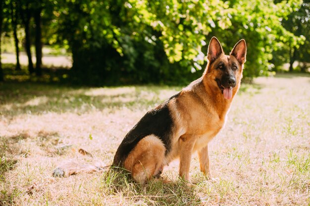 German shepherd in the park