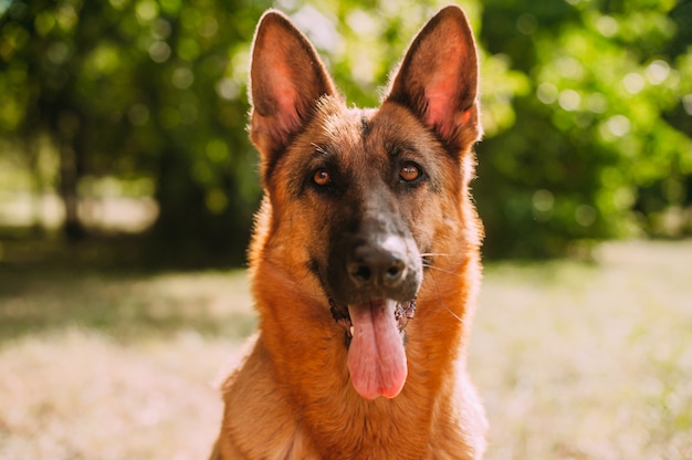 German shepherd in the park