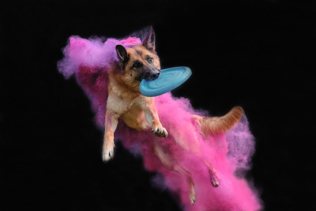 German shepherd in pink and purple colors Holi jumps on black and catches flying saucer
