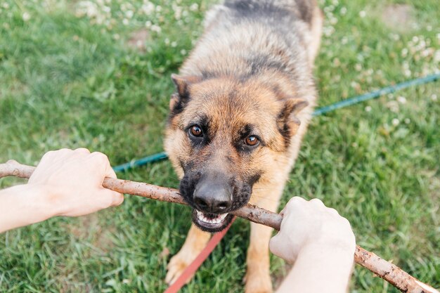 写真 緑の芝生で遊ぶジャーマンシェパード男と遊ぶ犬