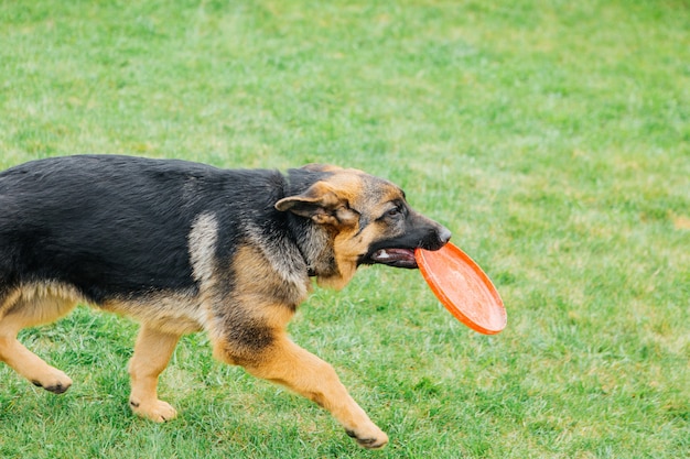 German shepherd plays on the grass with a flying saucer