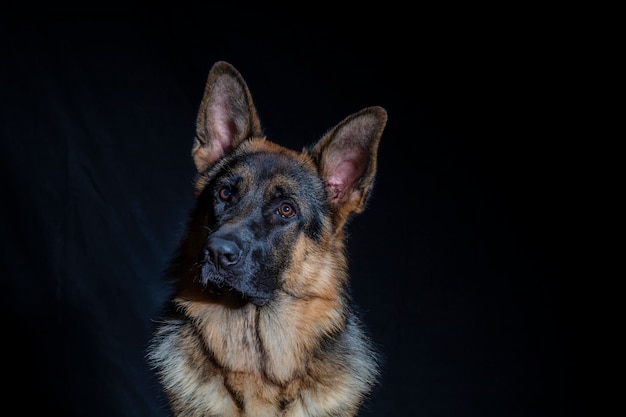 German shepherd portrait