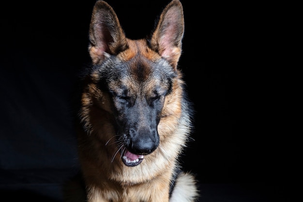 German shepherd portrait