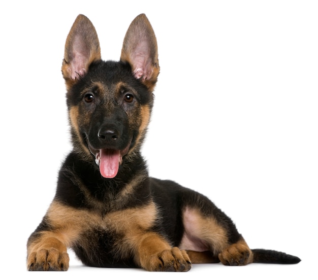 German shepherd puppy, 3 months, lying in front of white wall