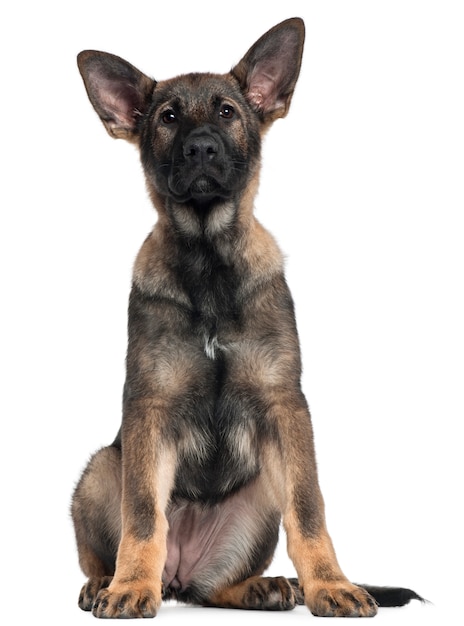 German Shepherd puppy, 3 months old, sitting