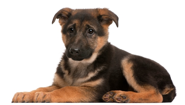 German Shepherd Puppy (3 months old)