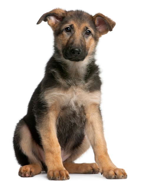 German Shepherd puppy, 4 months old, sitting 