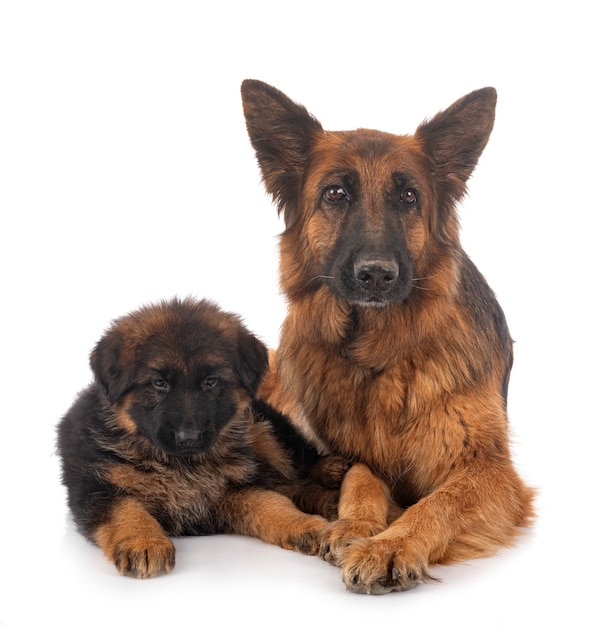 ジャーマンシェパードの子犬と大人