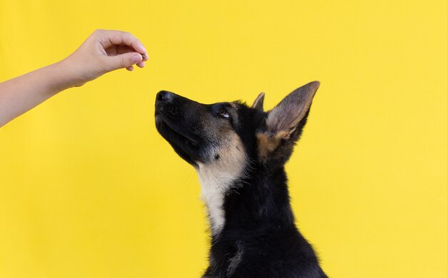 御馳走を使用して飼いならされているジャーマンシェパードの子犬