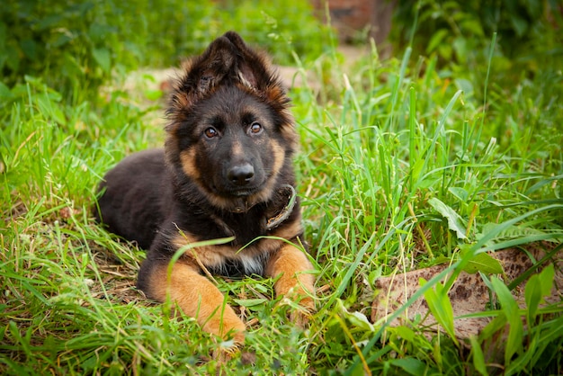 A German Shepherd puppy is lying on the grass