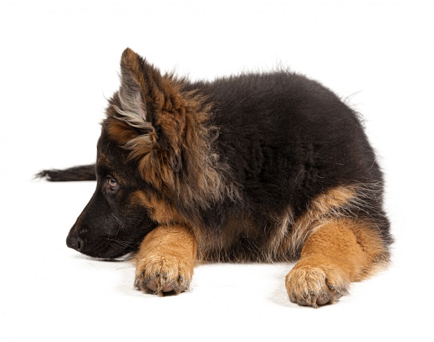 German shepherd puppy isolated on white background