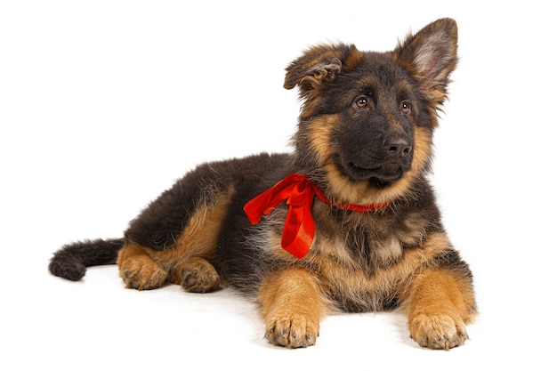 白い表面上に分離されてジャーマンシェパードの子犬