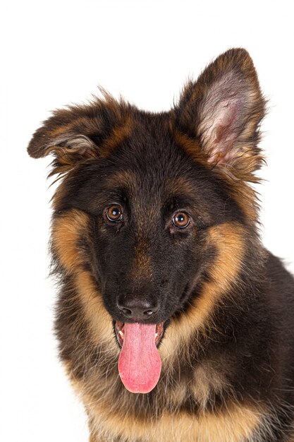 German shepherd puppy isolated