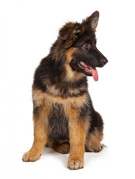 German shepherd puppy isolated