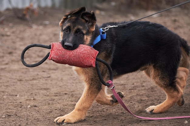 독일 셰퍼드 강아지는 훈련용 빨간 베개를 가지고 놀이터에서 놀고 있습니다.