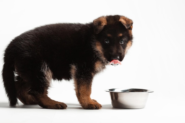 The german shepherd puppy standing next to the dish