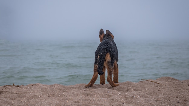 ビーチの海岸に立って、海の水を見ているジャーマンシェパードの子犬。霧の天気。穏やかな海。