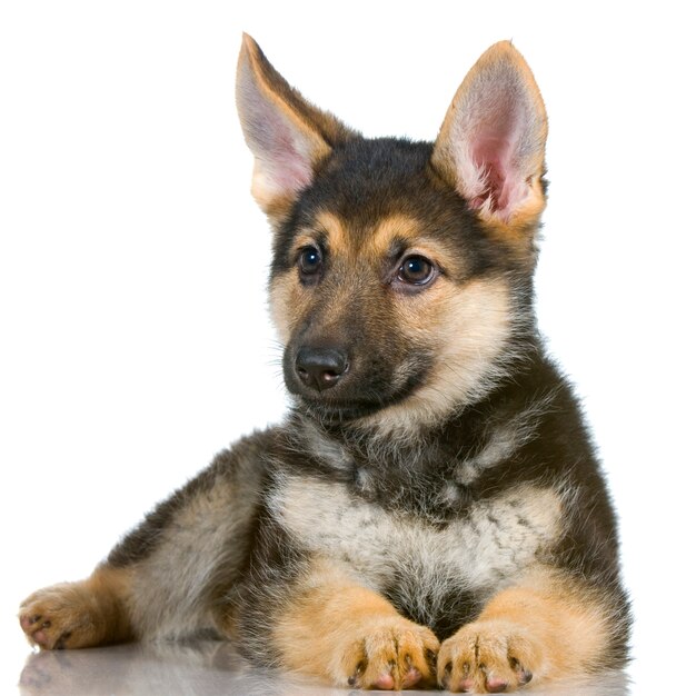 German shepherd puppy