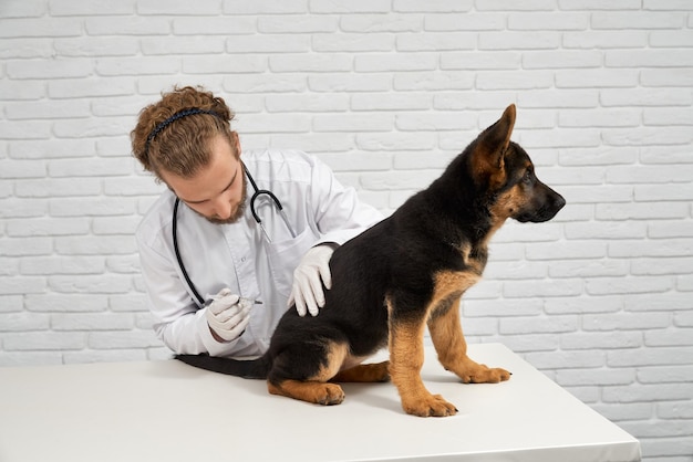 ドイツの羊飼い犬が医の治療を受けている