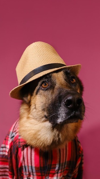 German shepherd in red plaid shirt and straw hat Portrait of tourist or traveler dog