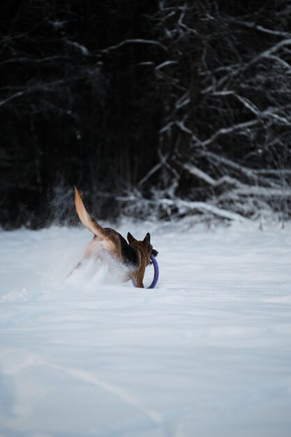 German Shepherd runs quickly through white snow and grabs blue ring toy with mouth