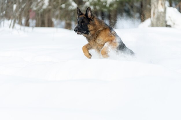 German Shepherd runs through deep snow