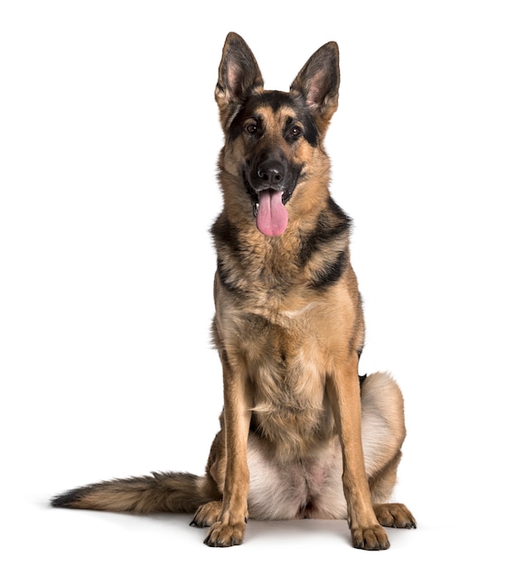 German Shepherd sitting against white background