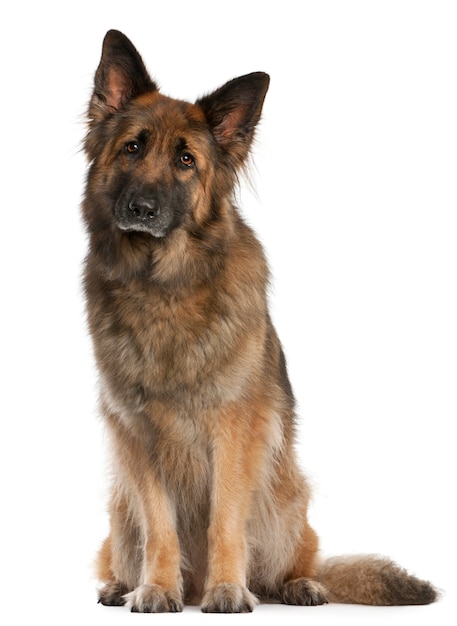 German Shepherd sitting. Dog portrait isolated