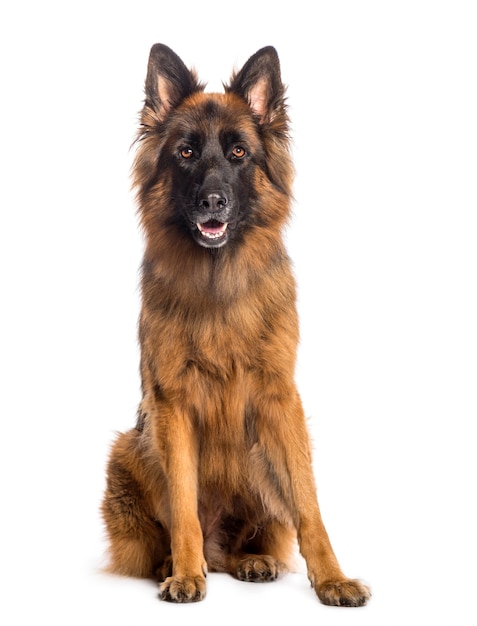 German Shepherd sitting in front of white background