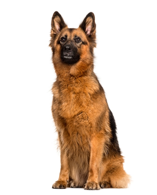 German Shepherd sitting in front of a white wall