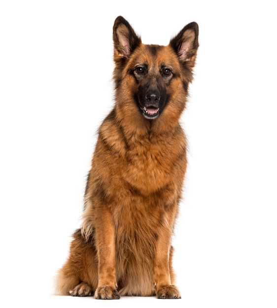 German Shepherd sitting in front of a white wall