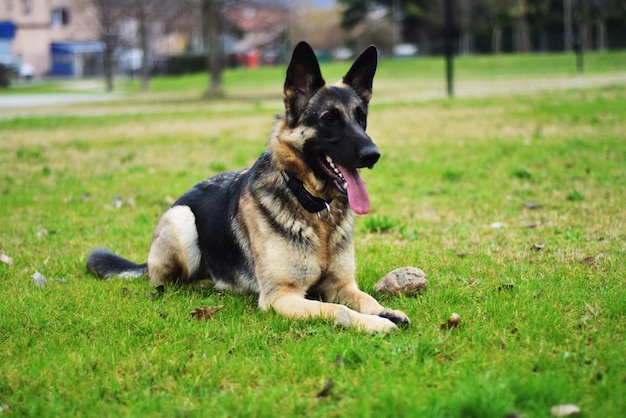 german shepherd sitting on grassy field