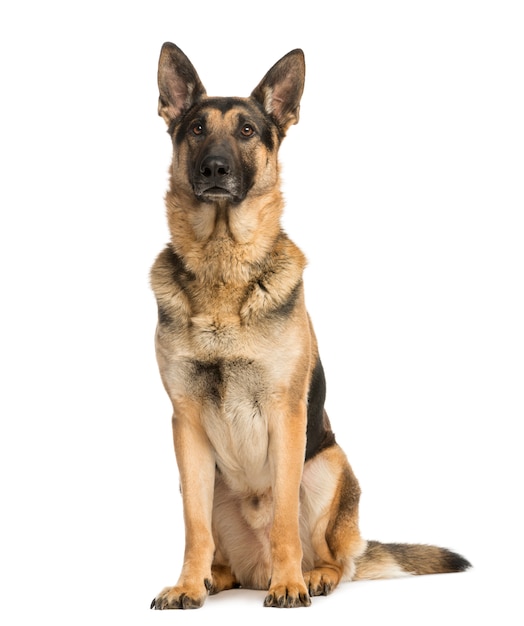 German shepherd sitting and looking away