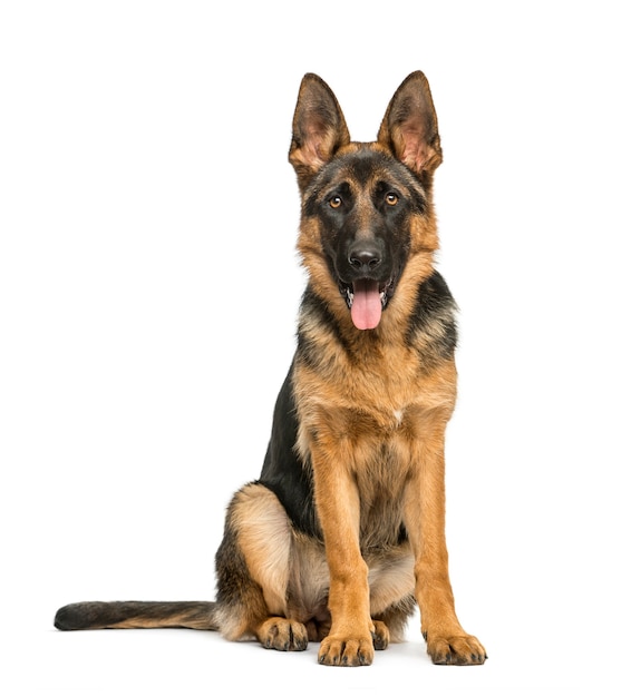 Photo german shepherd sitting and panting, isolated on white