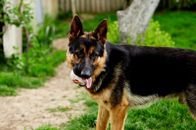 German shepherd standing on the grass in the park