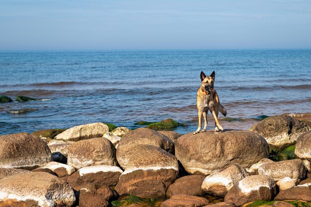 A german shepherd stands on the rocks in the sea against the background of blue sky