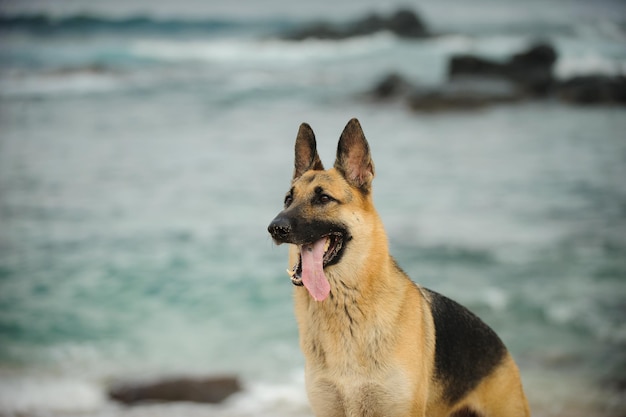 ドイツ の 羊飼い が 舌 を 伸ばし て 海 を 眺め て いる