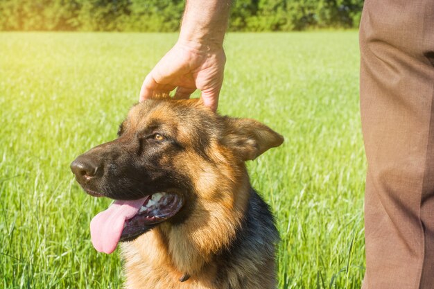 German shepherd stroking his master's hand outdoors in a field.