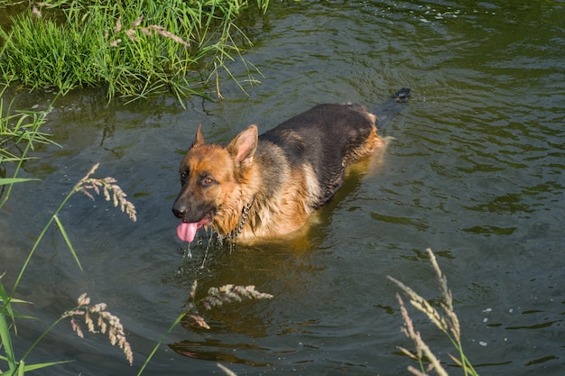 German shepherd swimming in the river drinking water