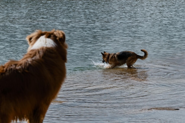 A German Shepherd swimming in the river and the spray is flying in different directions