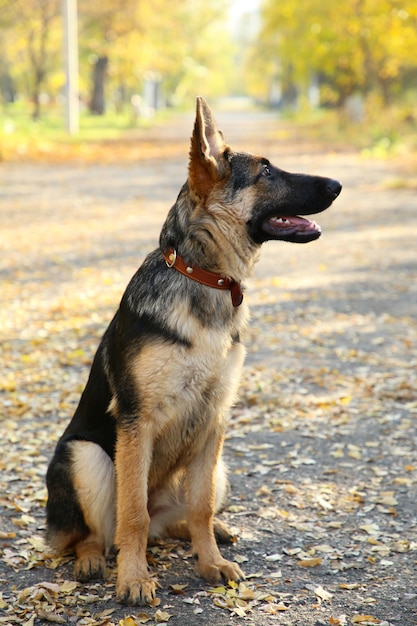 German Shepherd on the track in the autumn park.