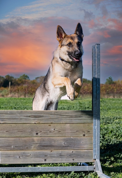 German shepherd training in the k9 with his owner