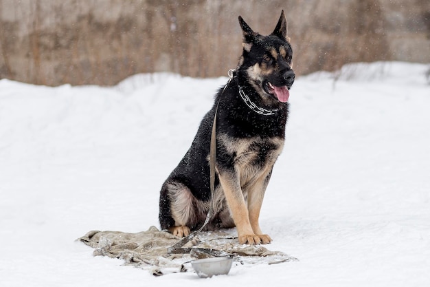 German shepherd training protection