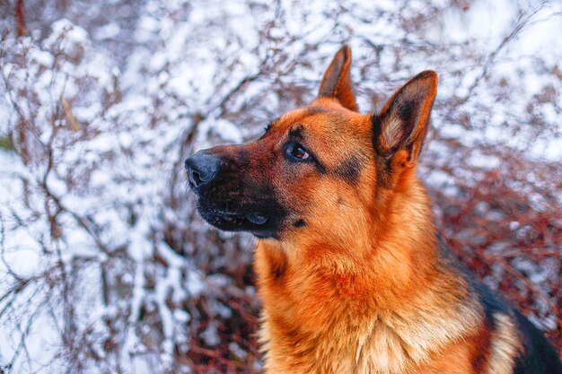 German shepherd for a walk in winter