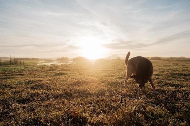 German Shepherd walking in early morning on summer meadow