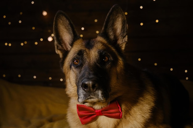 German Shepherd wears red bow tie Festive yellow warm garland lights shine Celebrate Christmas