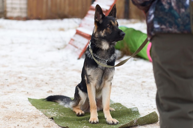 The German shepherd winter training