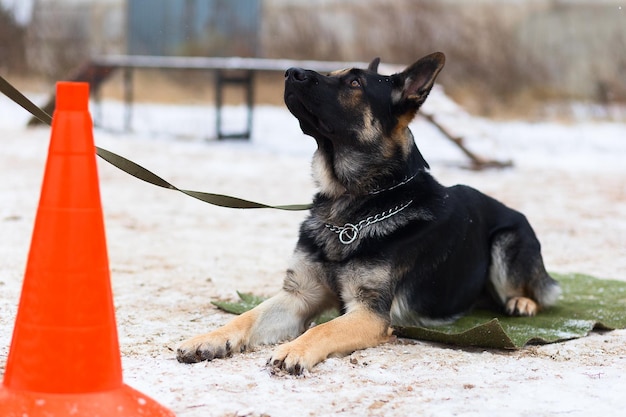 The German shepherd winter training