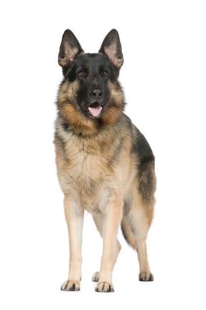 German shepherd with 2 years. Dog portrait isolated / alsatian. Dog portrait isolated